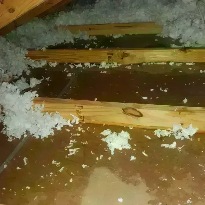 Attic Water Damage in Albert Lea, MN